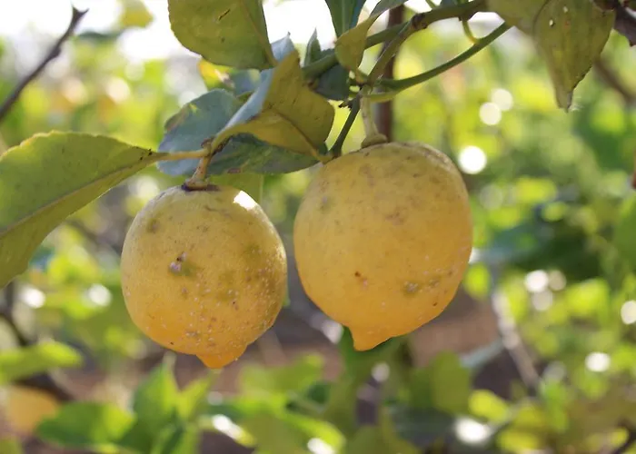 Country house Antico Ulivo Agrigento