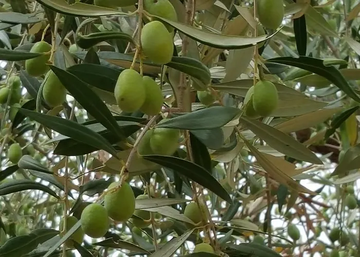 Antico Ulivo 컨트리하우스 *