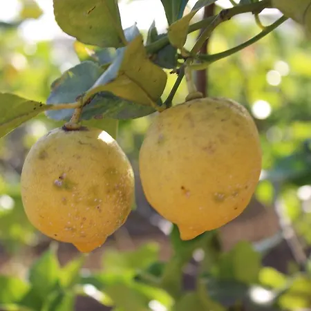 Hétvégi ház Antico Ulivo Agrigento