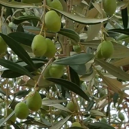 Antico Ulivo Séjour à la campagne *
